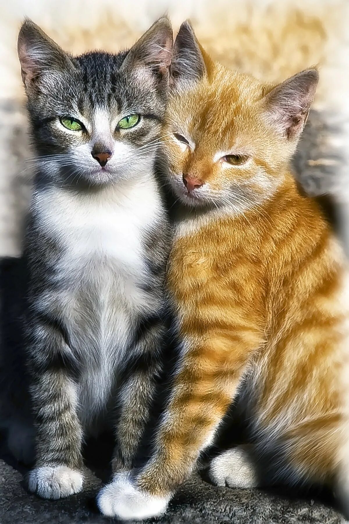 Картинки двух кошек