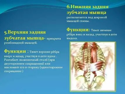 Задняя зубчатая