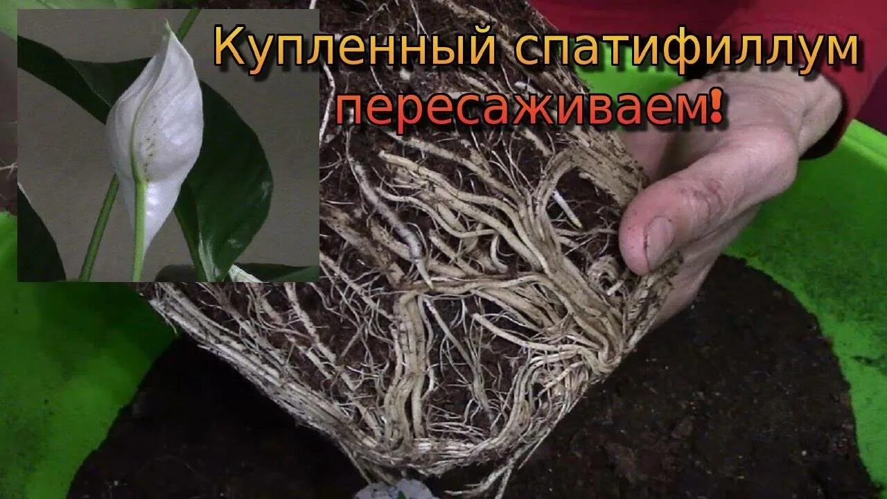 Как пересадить спатифиллум после. Спатифиллум женское счастье пересадка. спатифиллум рассаживание. спатифиллум корни. спатифиллум грунт.