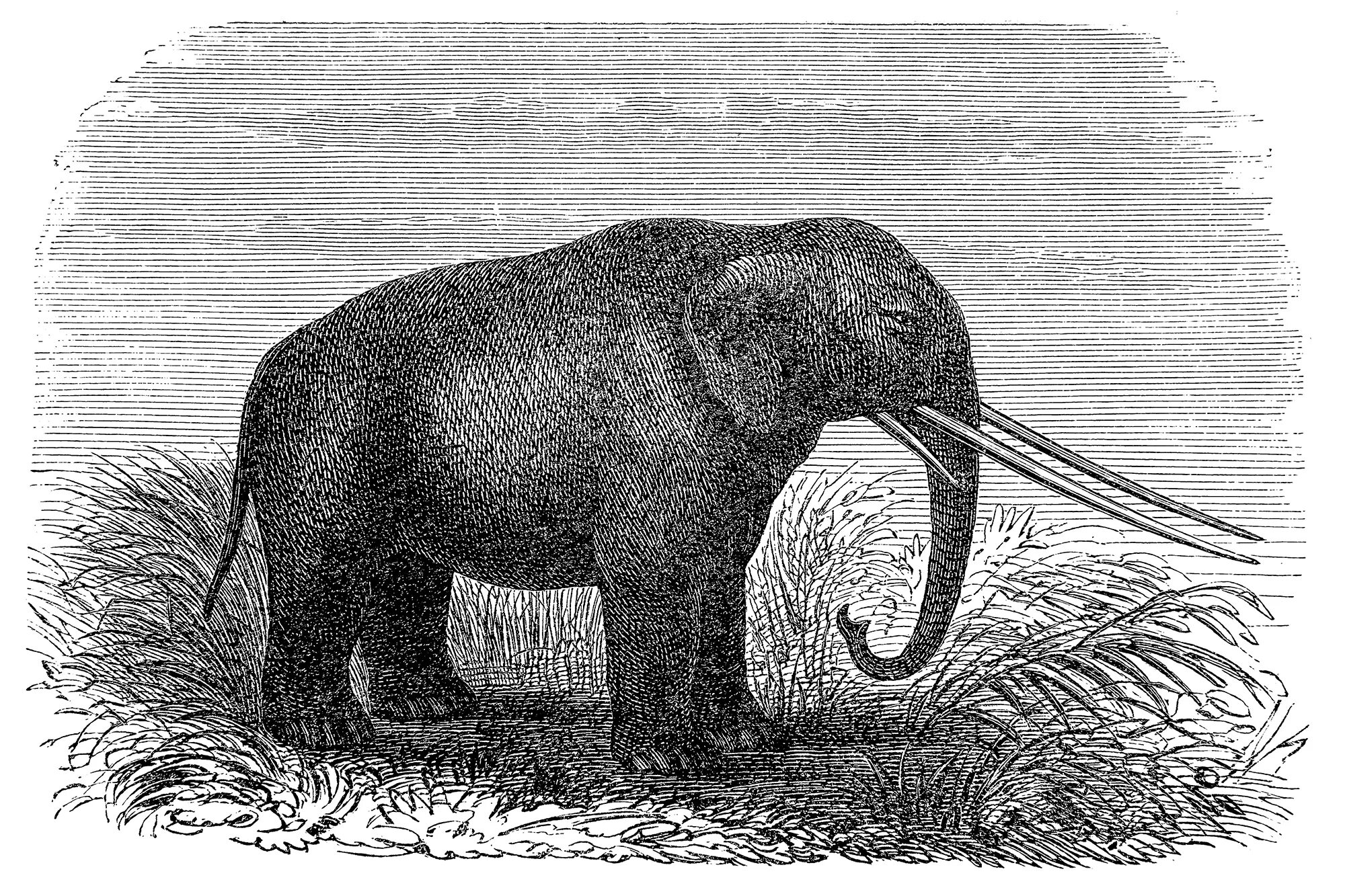 Мастодонты животные. Семейство мастодонты (mammutidae). Мастодонт что это значит. Разнообразие вымерших хоботных. Что значит слово мастодонт.