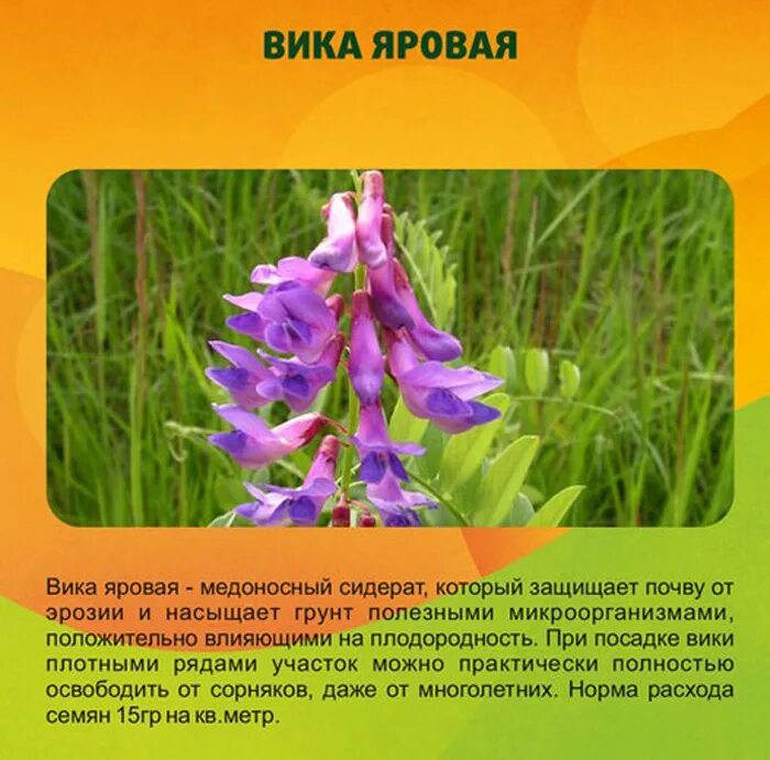 Фацелия донник сидерат. Вика яровая сидерат когда посеять. Когда сеять вику. Сидерат вико-овсяная. Сидерат вика озимая.