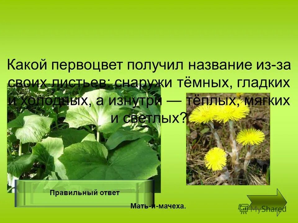 И получили свое название данный. И получили свое название данный. Гриб лисичка доклад 2 класс. Рассказ о растении. Растения получившие свои названия из-за сходства с животными.