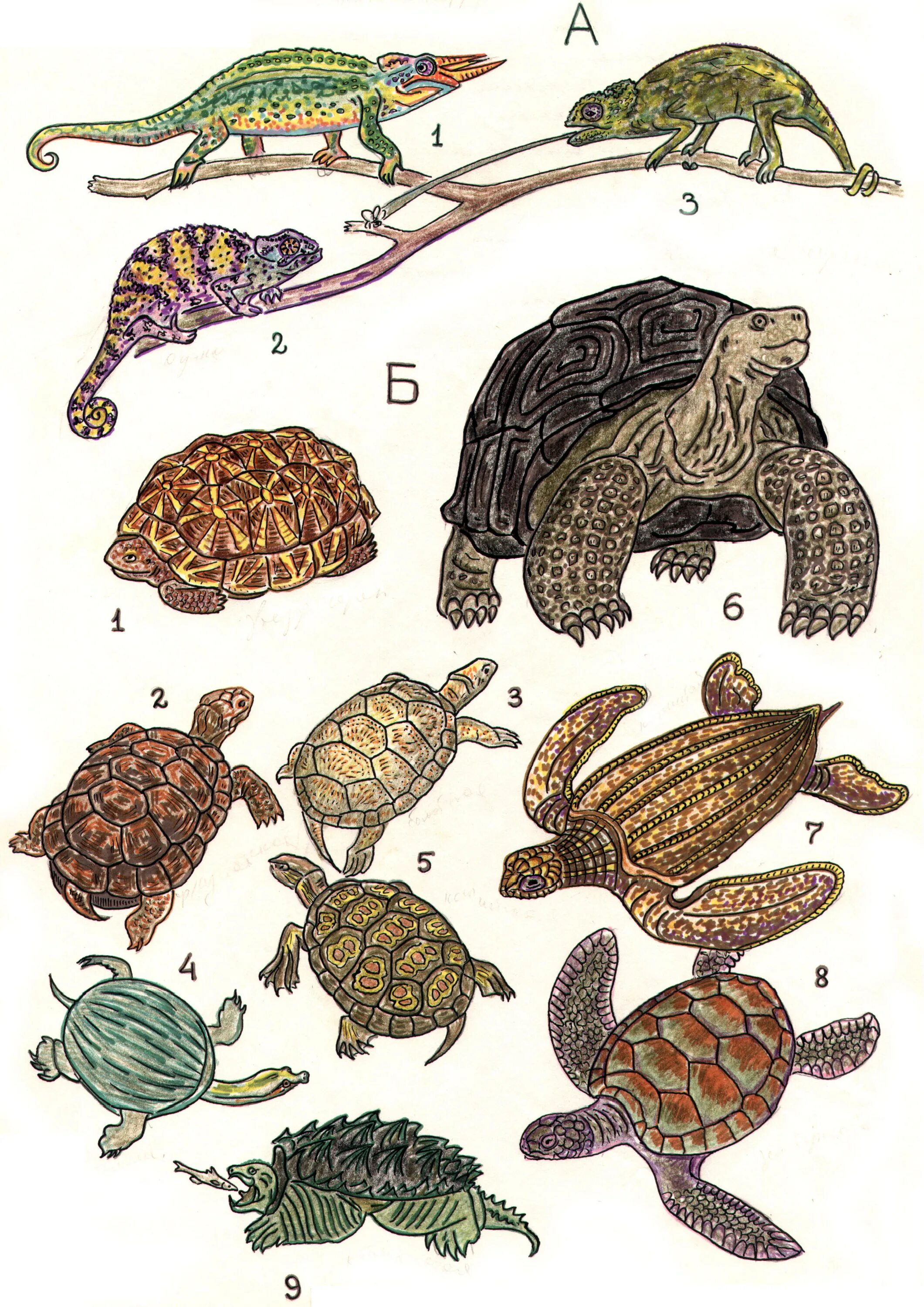 Тест черепахи. Каспийская черепаха систематика. Стадия развития черепаха Болотная. У четырех черепашек четыре черепашонка картинка. Черепаха 7-8 лет.