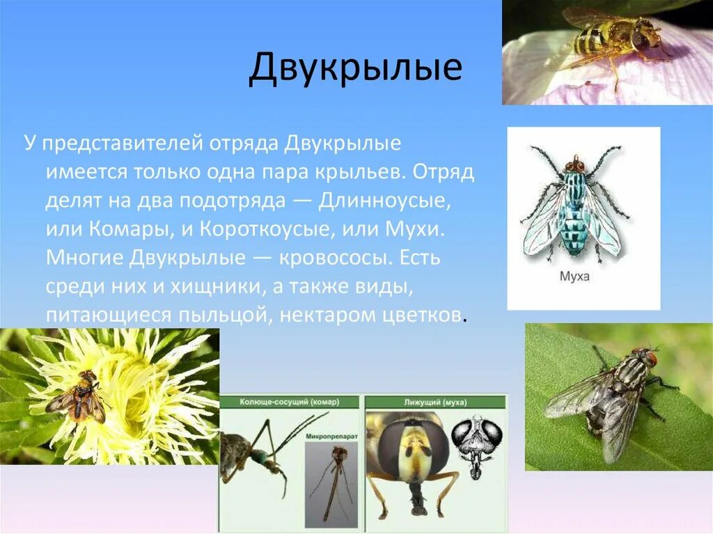 Двукрылые тип превращения. Длинноусые двукрылые. двукрылые представители. двукрылые насекомые представители. длинноусые двукрылые представители.