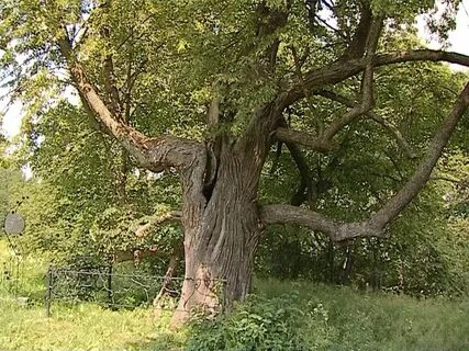 Дерево возможного