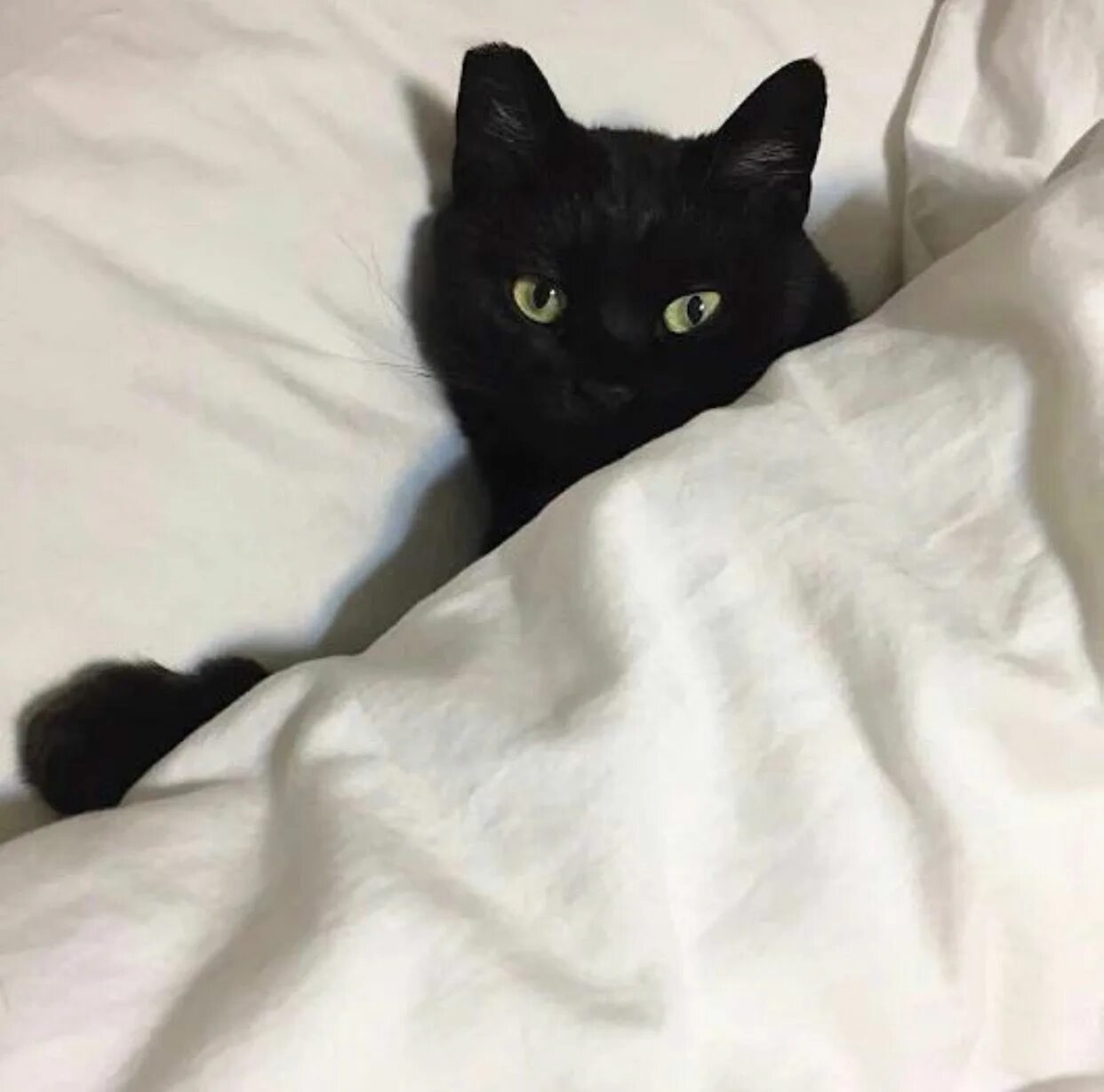 Эстетика котики на аву. Чёрный кот. Черный кот на кровати. Чёрные коты Эстетика. Красивая черная кошка.