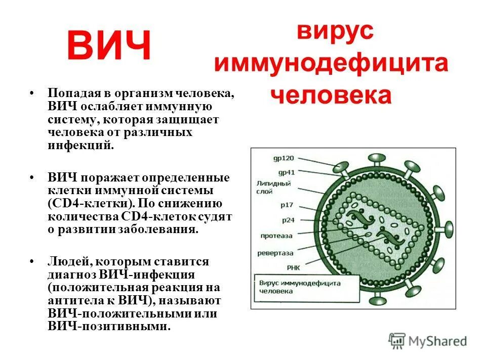 Заболевания вызванные вирусами вич