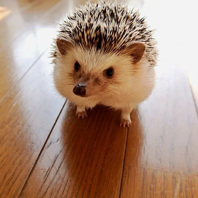 дом для ежей. домашние ежики. ежи и мыши. домашние ежики. ежик дома.