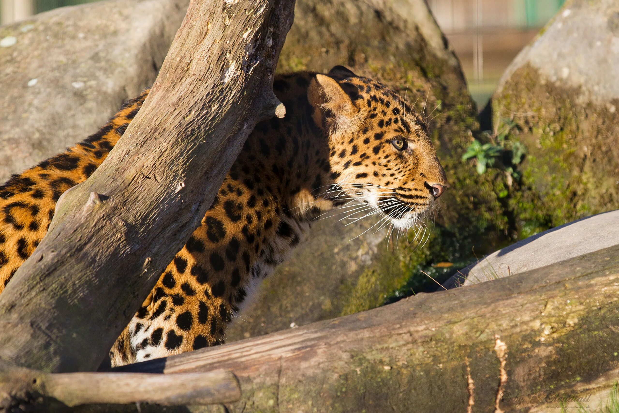 Переднеазиатский леопард. Ягуар на закате. Анатолийский леопард. Гепард на закате. Ягуар животное.