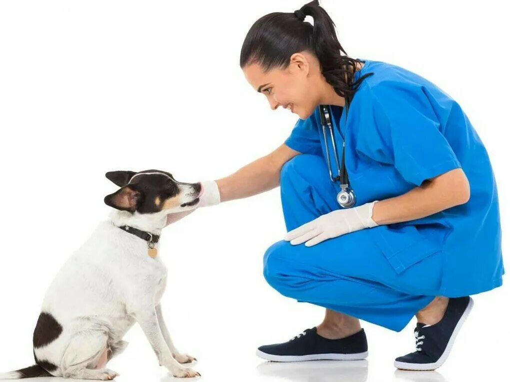 Ветеринар на дом com. Ветеринар с собакой. Ветеринар на дом. Вызов ветеринарного врача. Ветеринар на Холме.