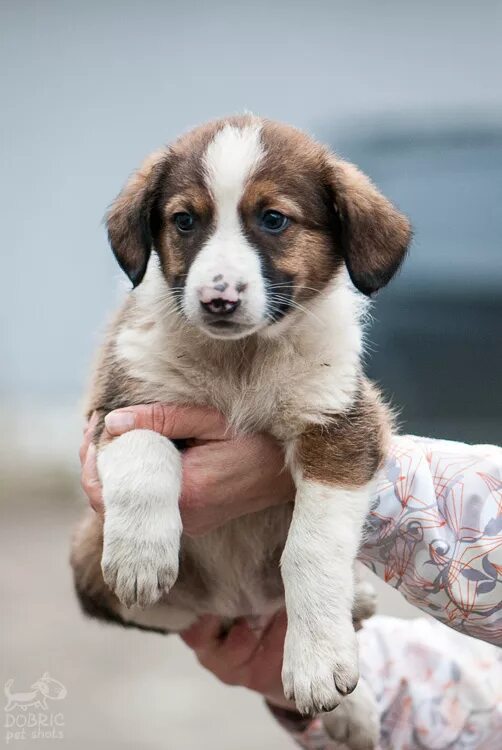 маленькие собачки в добрые руки спб. ньюфаундленд слюни. отдам в добрые руки щенка. 5 месяца. щенок 10 месяцев.