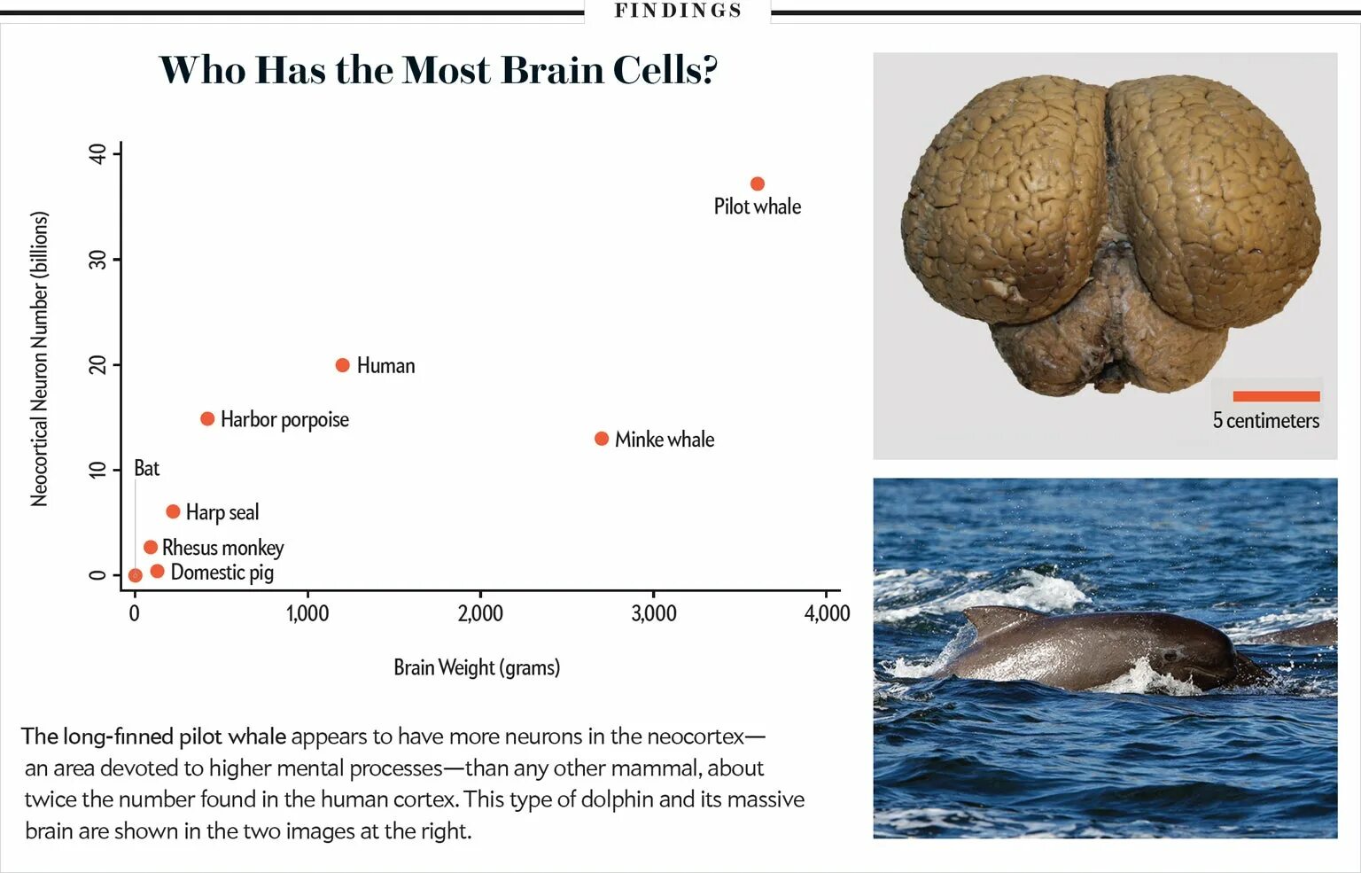 Относительные размеры мозга. Соотношение размера мозга и тела у животных. Размер мозга шпица. Размер мозга мега. Brain Weight.