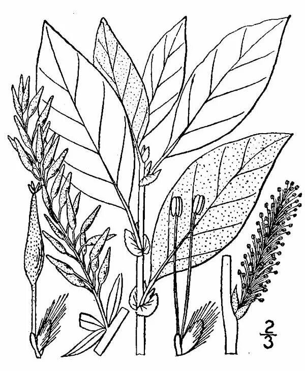 Семейство ивовые роды виды. Salix americana. Ива пепельная salix cinerea. Ива трехтычинковая побег. Ива ломкая ботаническая.