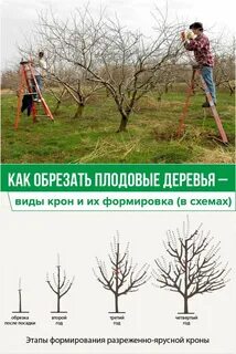 Обрезка плодовых деревьев отзывы