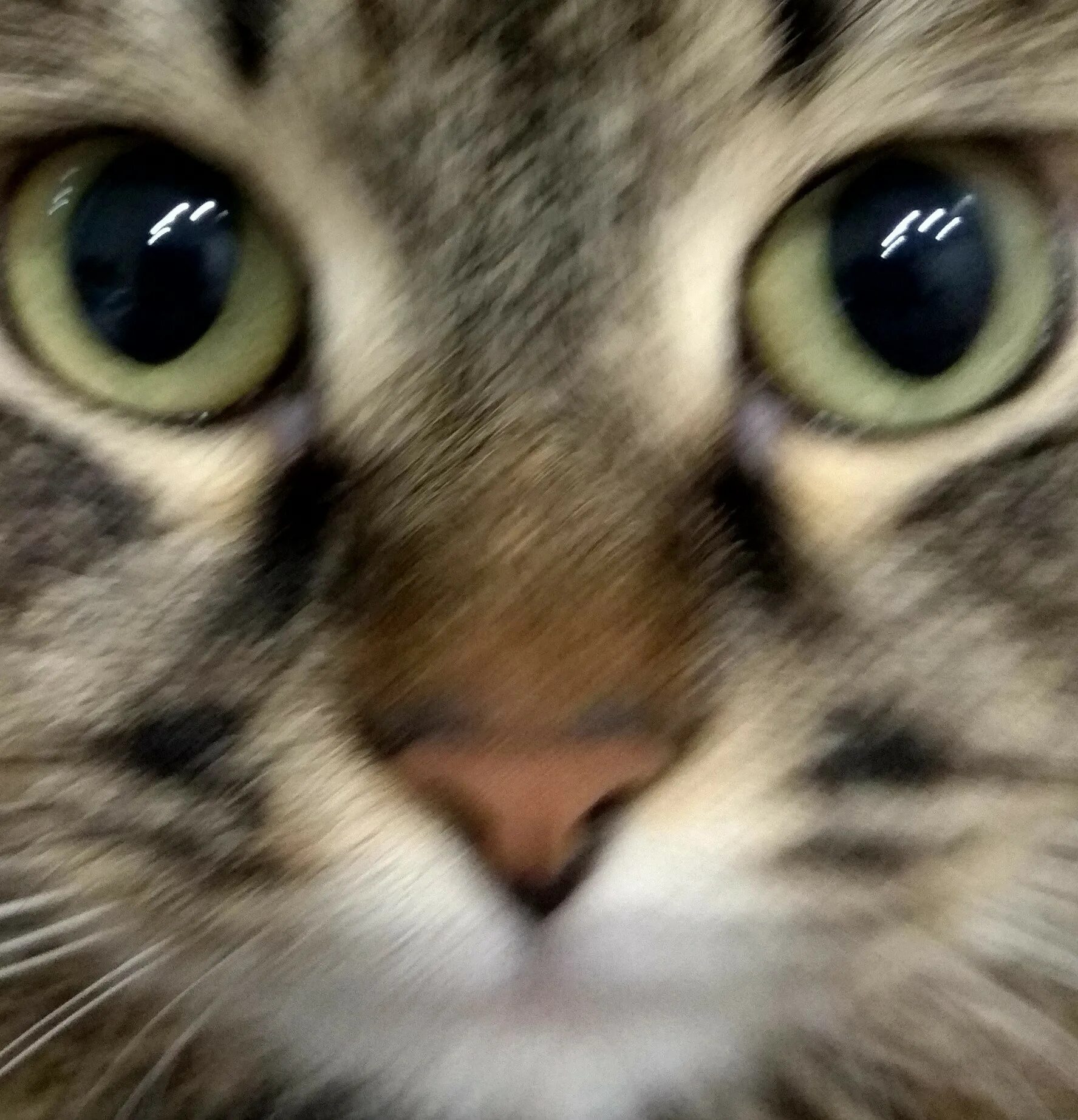 Лицо котенка. Лица котов. кошачье лицо. кошкины глаза.