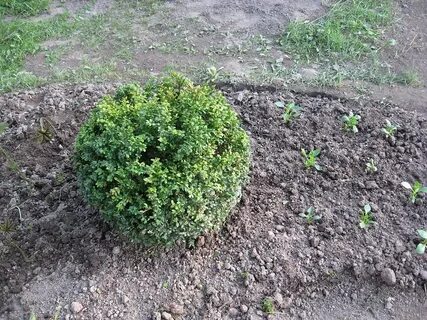 Самшит посадка в подмосковье