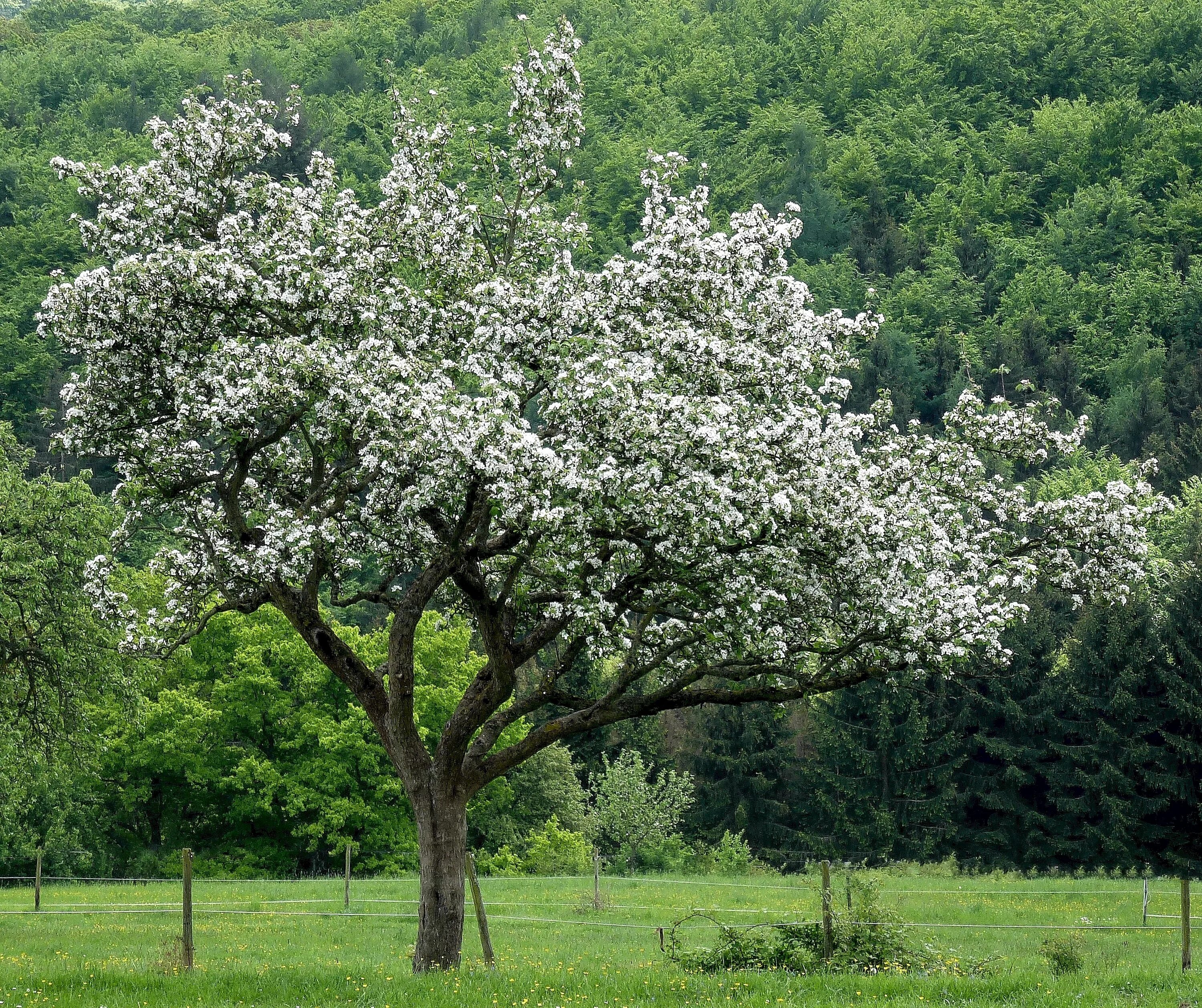 Яблоня с раскидистой кроной. Malus дерево. Яблоня Палласа. Malus domestica цветет. Дерево яблоня молодая