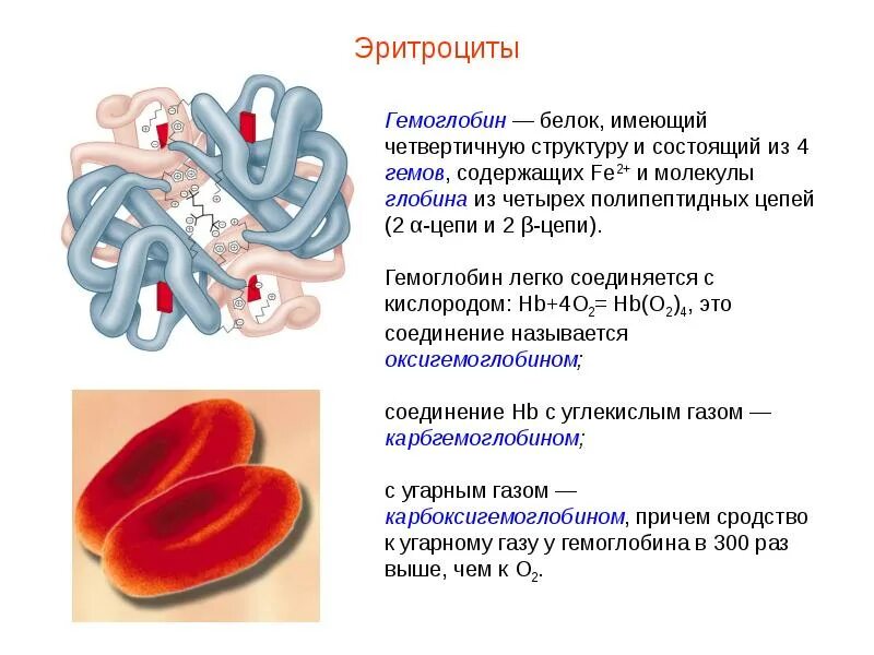 Образование эритроцитов человека
