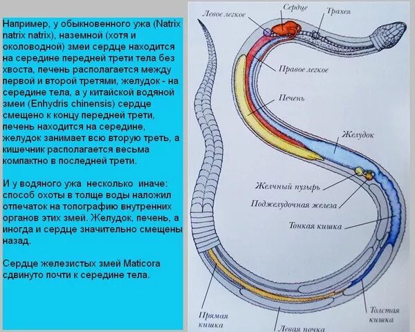 Внутренне строение змеи. Строение дыхательной системы змеи. Где находится сердце у змеи. Где у змей сердце.