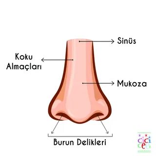 Astd koku