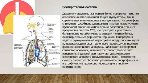 Дыхание стали