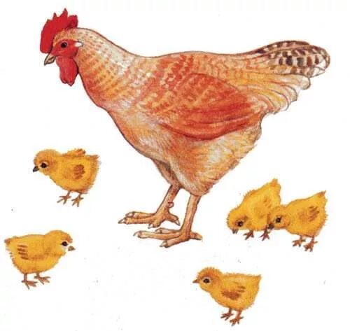 Домашние птицы ранний возраст. Курочка-хохлатка с цыплятами. Курица с цыплятами. Курица рисунок. Курица картинка для детей.