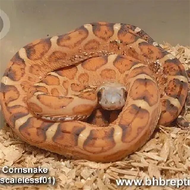 Змея без чешуи. Королевский питон scaleless. питон без чешуи.
