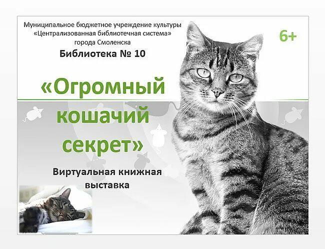 Секреты кошек рауш. Кошачий секрет. Кошачьи секреты. Кошачьи секреты. В чем секрет энергии кота бориса.