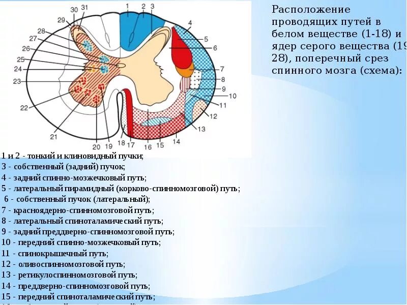 Локализация спинного мозга. Серое вещество спинного мозга на поперечном разрезе. Ядра серого вещества спинного мозга схема. Локализация ядер спинного мозга. Топография проводящих путей и ядер серого вещества.