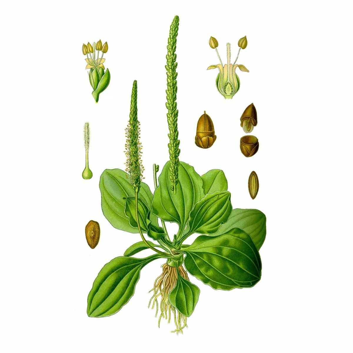 Подорожник 7. Подорожник большой (plantago major). подорожник большой фармакопея. подорожник большой фармакогнозия. plantago major листья.