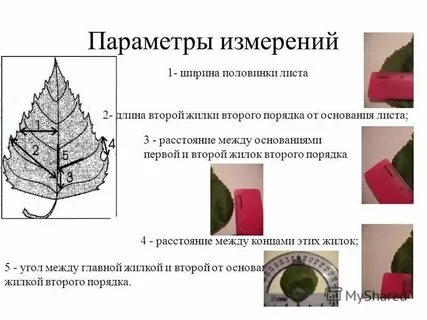 Метод измерения листьев