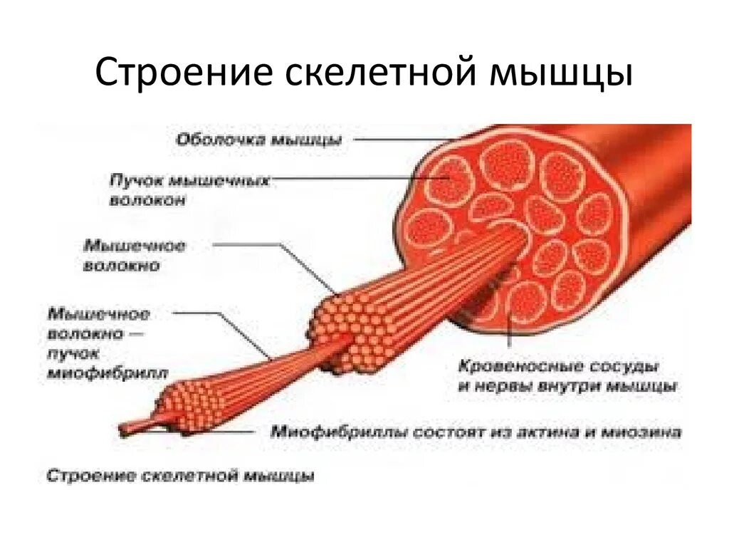 В состав мышцы входит. Скелетная мышечная ткань строение. Строение скелетной мышцы вид сбоку. Внутреннее строение скелетной мышцы. Из каких тканей состоитскелеьная мышца.