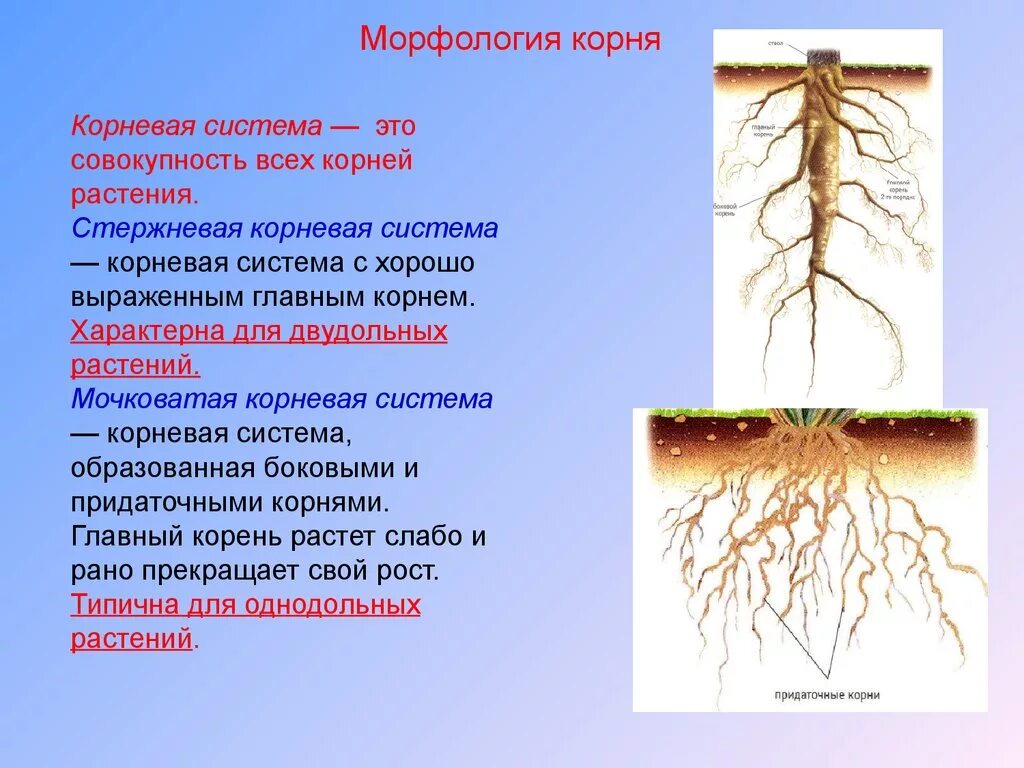 Мочковатая корневая система это в биологии 6 класс. Корневая система 6 класс биология. Корневая и мочковатая корневая система. Мочковатая корневая система боковые корни.