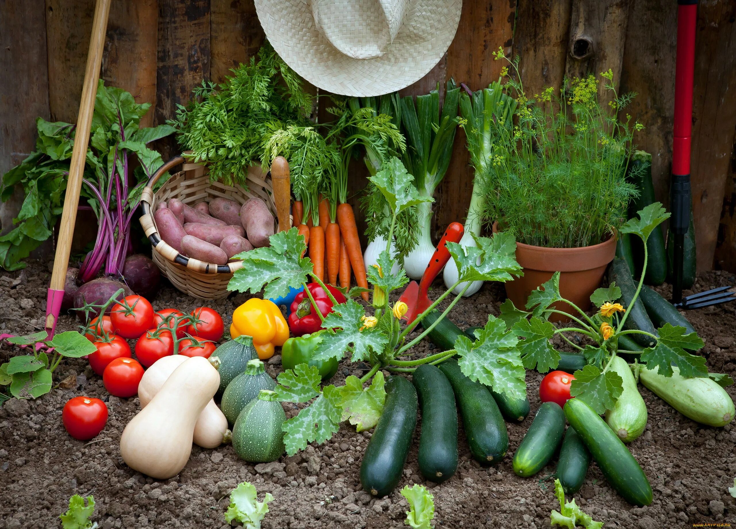 A little vegetables