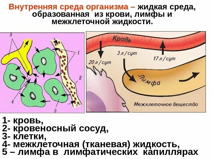 Лимфа образуется из. Внутренняя среда организма тканевая жидкость лимфа. кровь лимфа межклеточная жидкость. внутренняя среда организма кровь тканевая жидкость лимфа. взаимосвязь внутренней среды организма.
