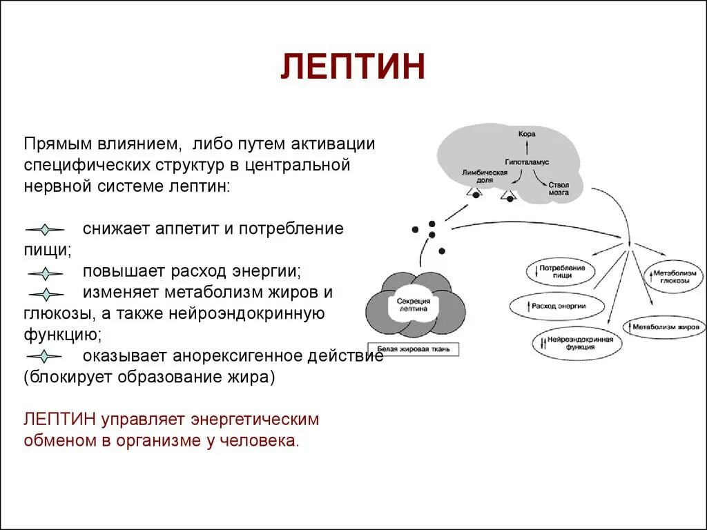 Лептин. Структура, физиологические функции.. Лептин функции биохимия. Гормон лептин функции. Лептин гормон сытости. Повышенные мужские гормоны у женщин