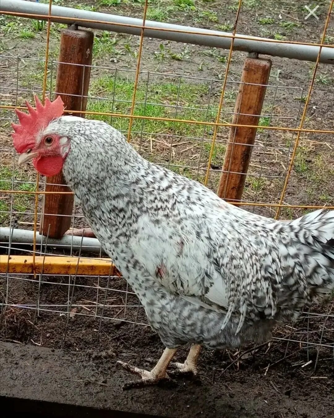 легбар хохлатый. куры легбар. легбары кремовый. легбар маран. легбар доминант.