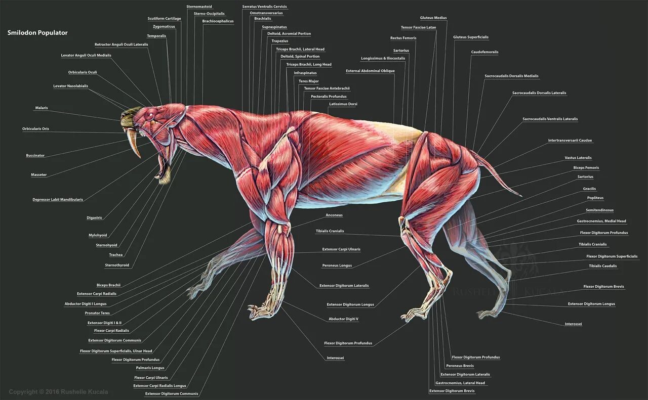Мускулатура млекопитающих. Скелет Смилодона схема. Смилодон анатомия. Анатомия кошки атлас скелет. Мышечная система животных анатомия.