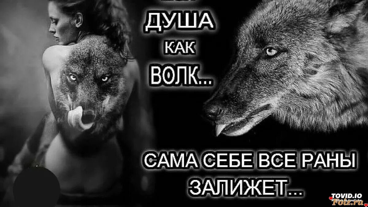 Про жизнь волков. Волки цитаты в картинках. Статусы с волками. Волк с надписью. Душа волка цитаты.