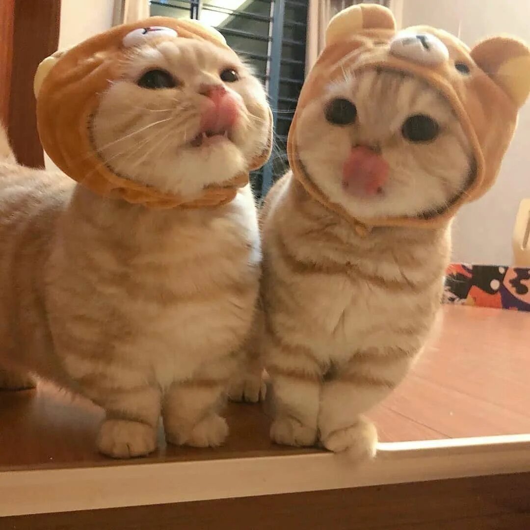 Кипи кот. Коротколапики коты.