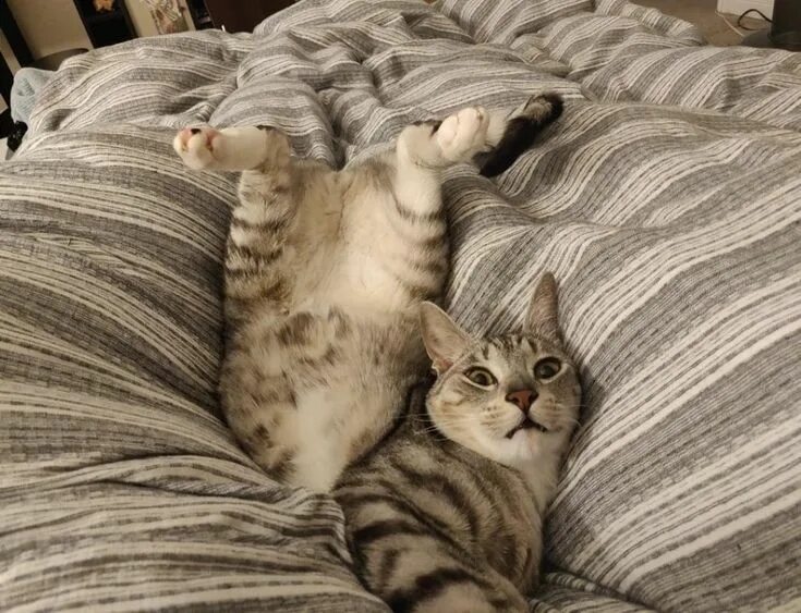 Коты спят или нет. Смешные позы кошек. спящие кошки. спящие коты смешные.