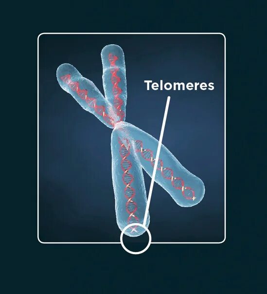 Удлинение теломер. Теломеры. хромосома. теломера хромосомы. теломеры клетки.