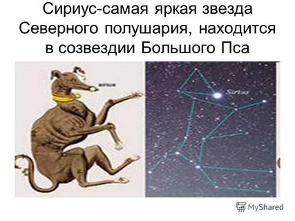 Почему мне хочется увидеть созвездие большой пес