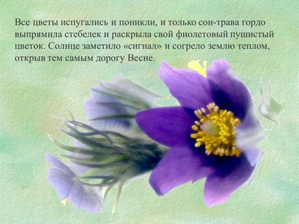 Про сон травы. Легенда о сон траве. стих про сон траву. легенда про сон траву для детей. сон трава сказка.