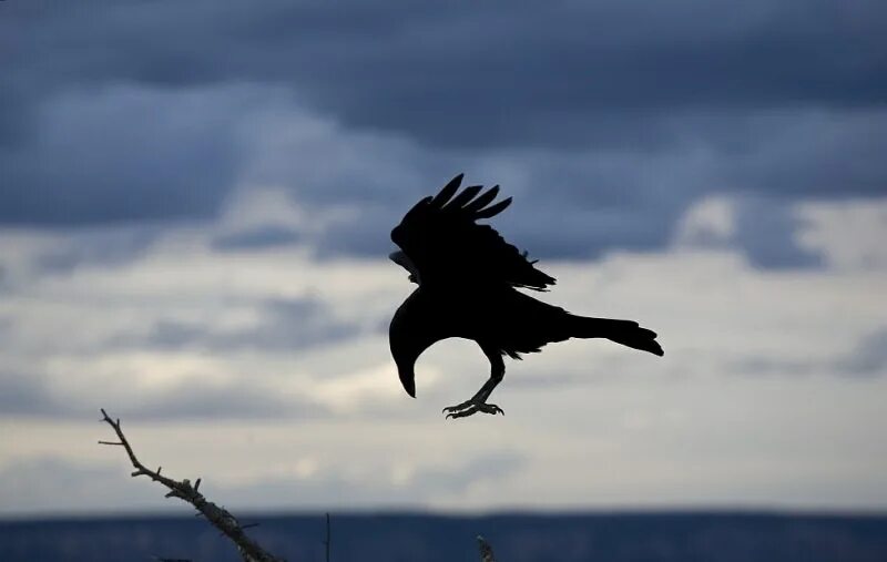 Крылатые гости. Черный ворон. Ворон в полете. «Мудрый ворон».