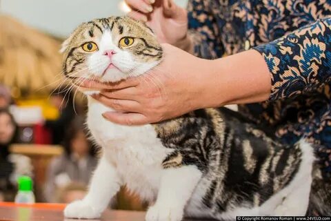 Июнь выставка кошек