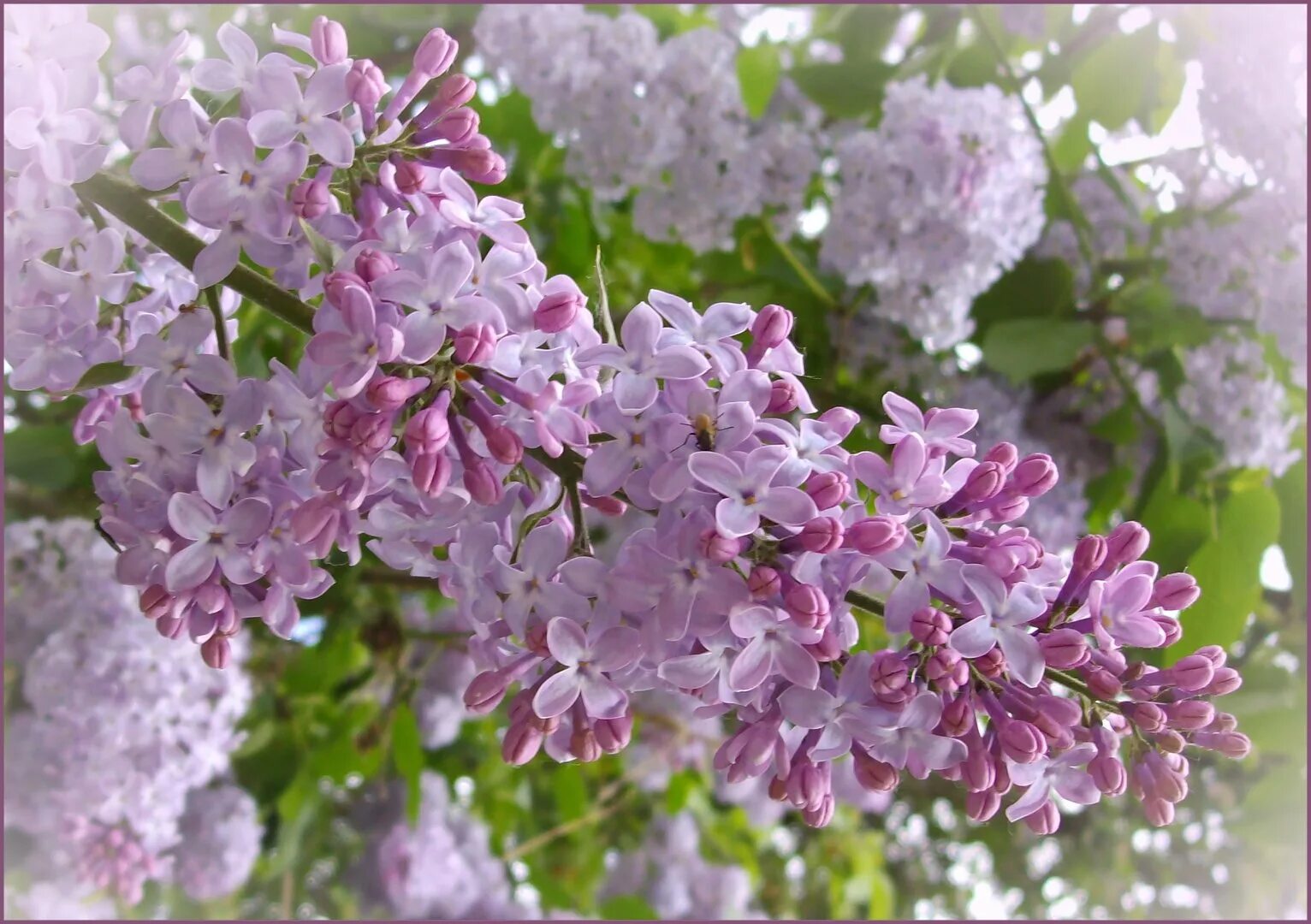 Видеть во сне сирень цветущую. Сирень обыкновенная зорька венера. сирень юньнаньская. сирень зорька венера. сирень катюша.