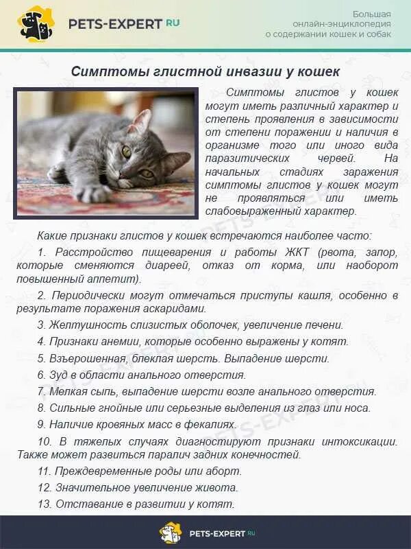Почему у кота лечение