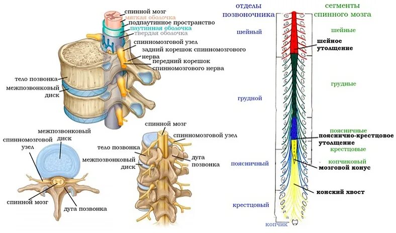 Конский хвост спинного мозга анатомия. Спинной мозг строение конский хвост. Корешки спинного мозга анатомия. Уровень конского хвоста спинного мозга. Какую функцию выполняет спинной мозг у акулы