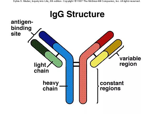 Иммуноглобулины iga igm igg. Структура антитела IGG. IGG антитела иммунология. IGG антитела строение. IGM иммуноглобулин g.